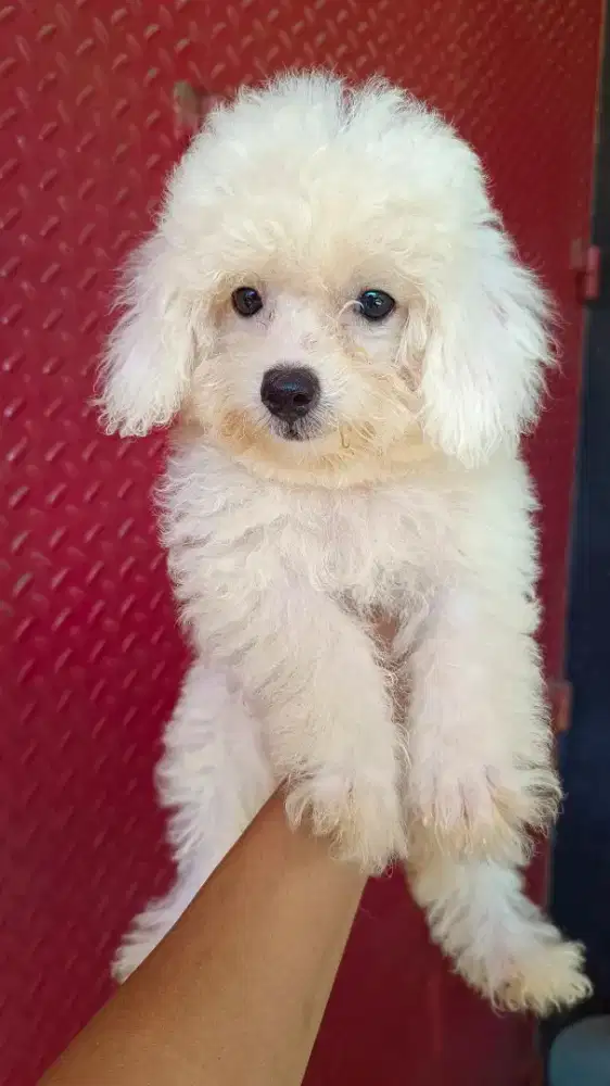 Toy Poodle Betina White