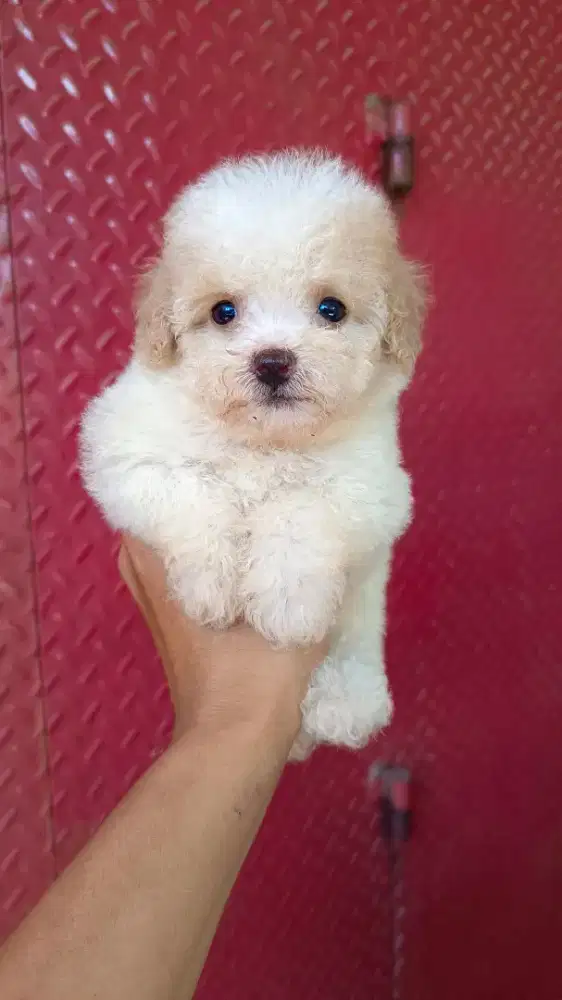 Tiny Poodle Jantan Party color