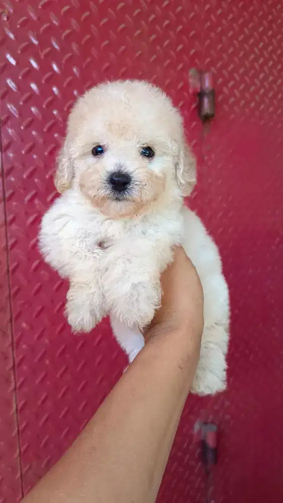 Toy Poodle Jantan white