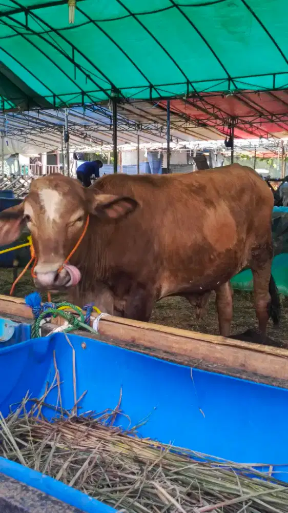 Hewan Qurban Sapi & Domba Sesuai Syariat Amanah (RQA)