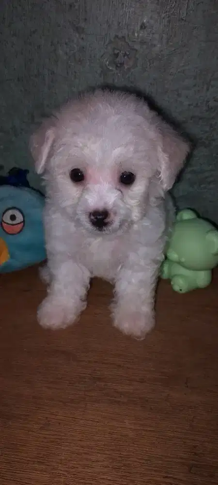 Dijual anjing poodle asli white & apricot