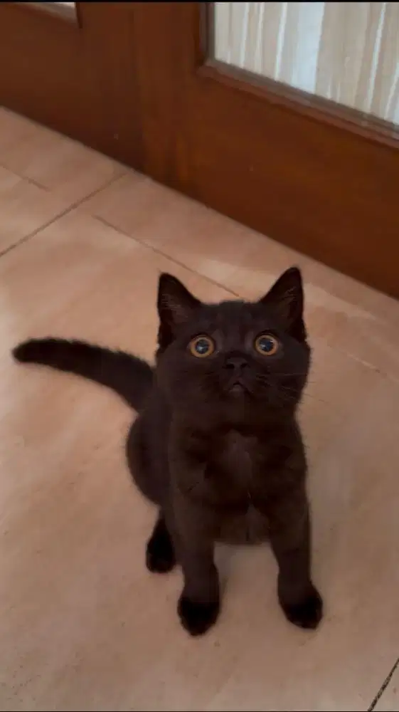 Kucing British Short Hair