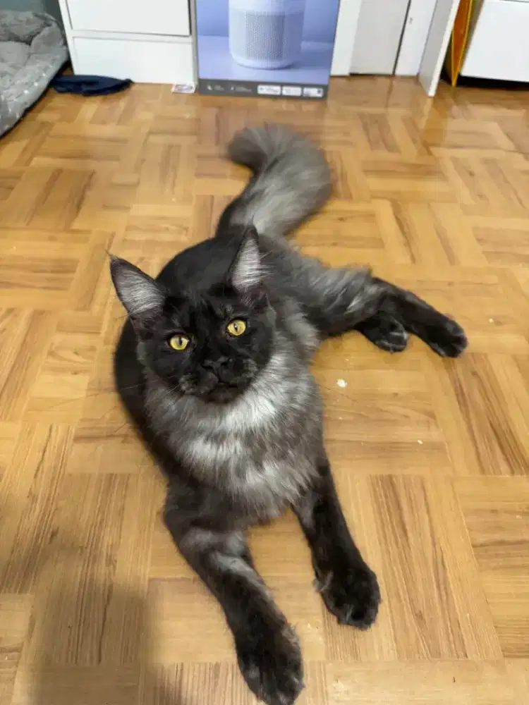 MAINECOON REMAJA BLACKSMOKE RARE PURE JANTAN 6BULAN