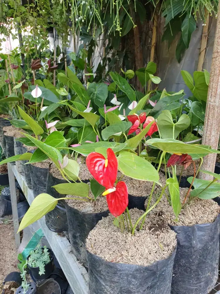 Loker tukang taman