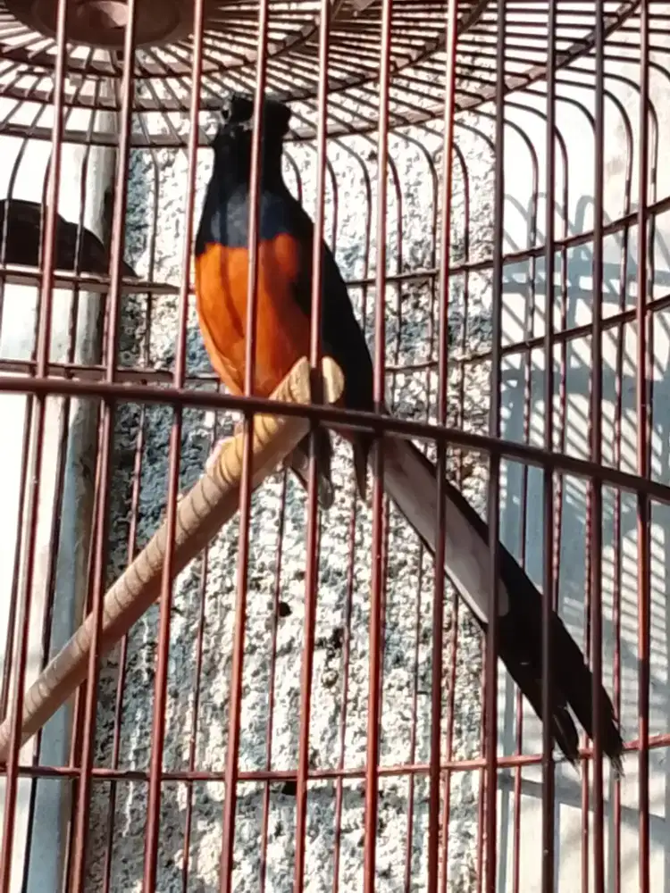 Murai batu pastol