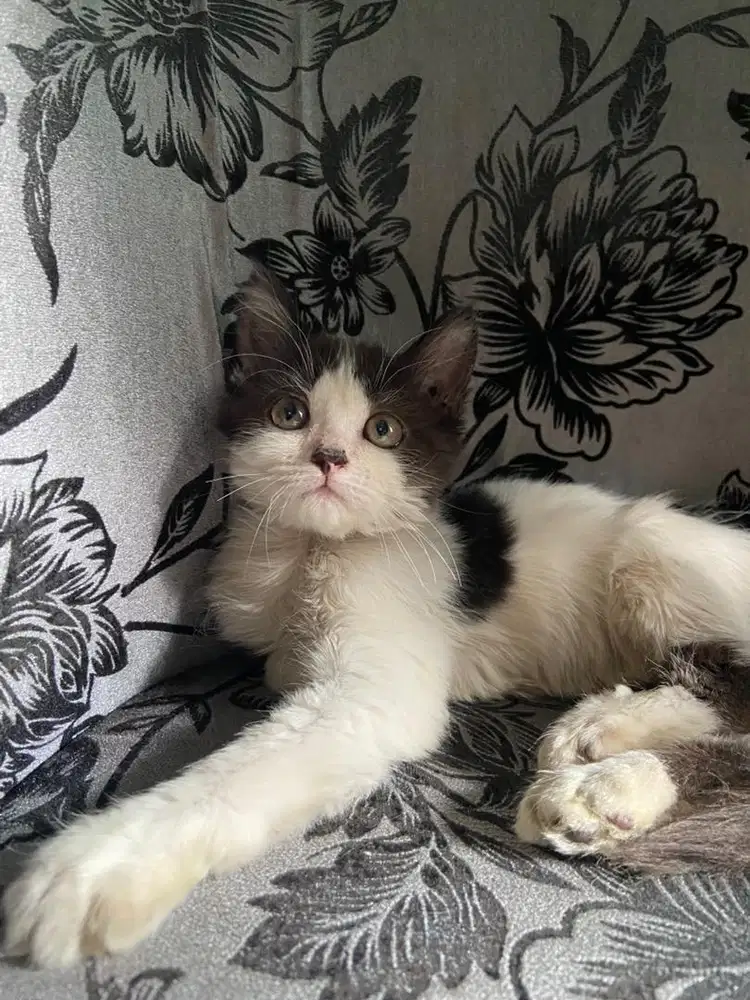 Kitten persia Betina