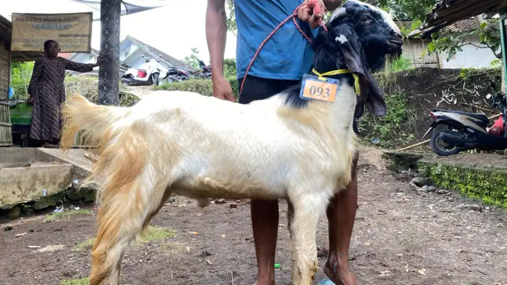 Kambing Kurban Surabaya