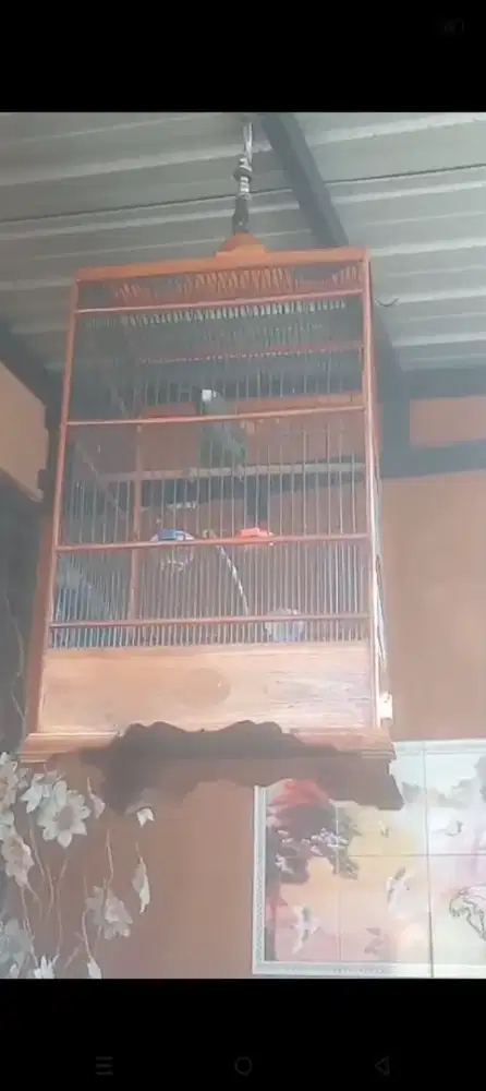 Burung Poksay sangat berisik