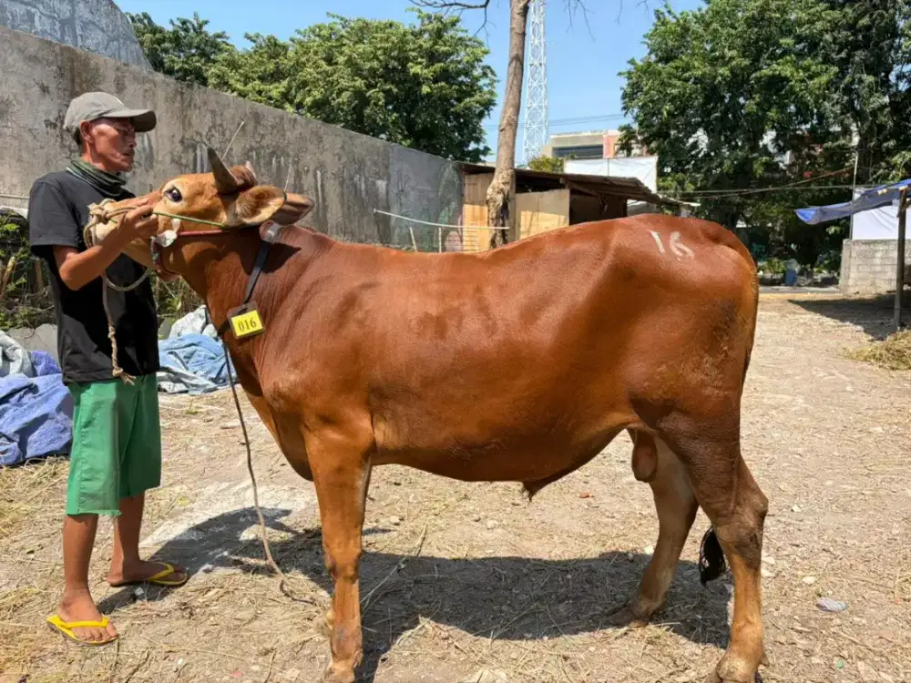 Sapi Kurban Surabaya