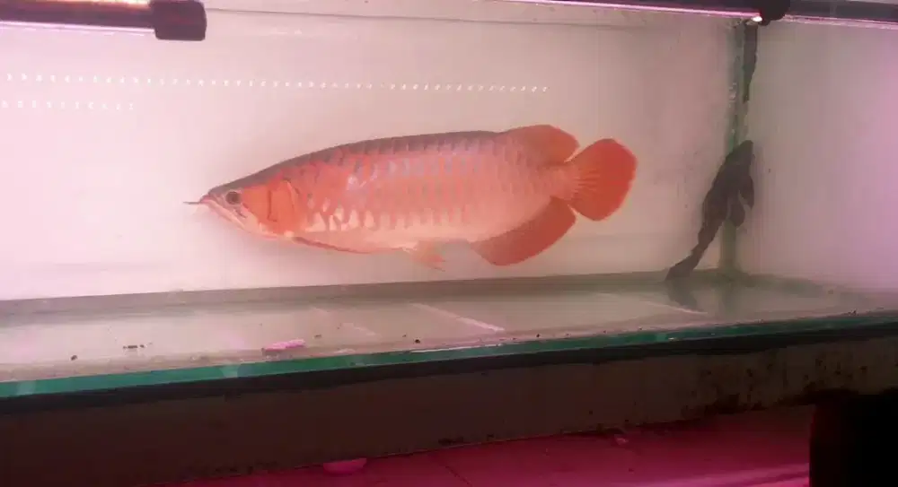 Arwana sr sumo uk 50 cm