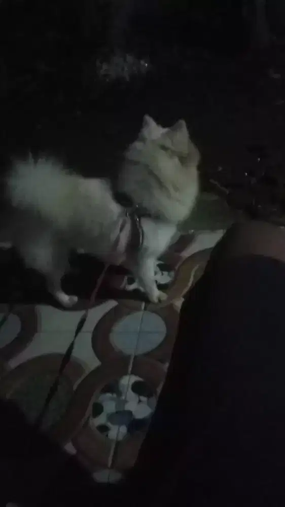 Di jual anjing pomeranian
