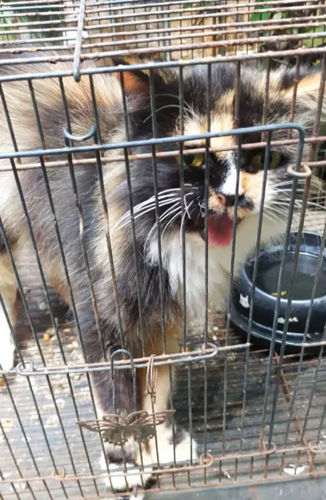 Kucing Betina Calico
