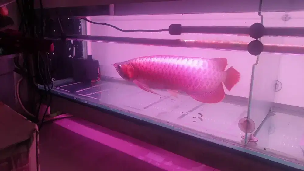 Arwana sr uk 50 cm