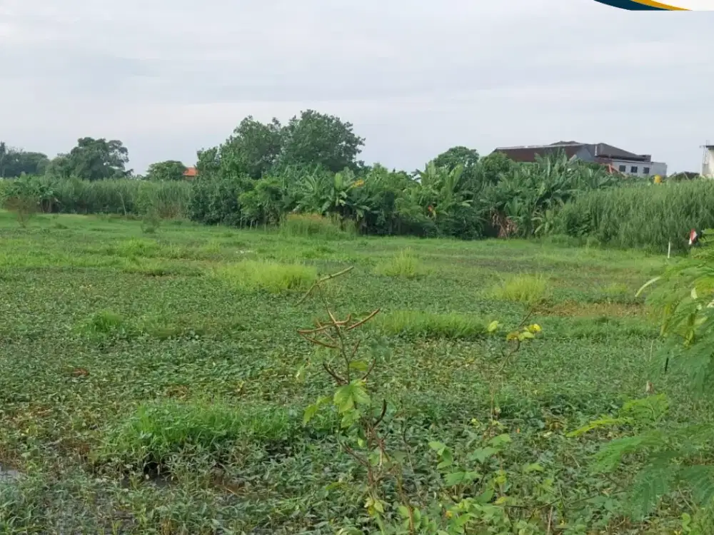 Disewakan Tanah Area Denpasar Barat Bukan Jalan Utama Siap Bangun