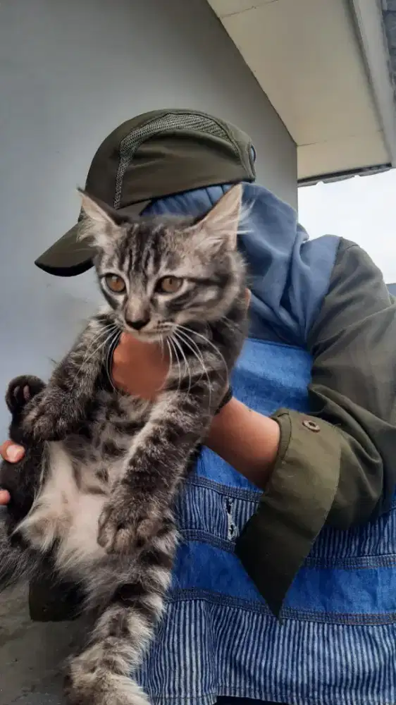 @ kitten Persia munchkin