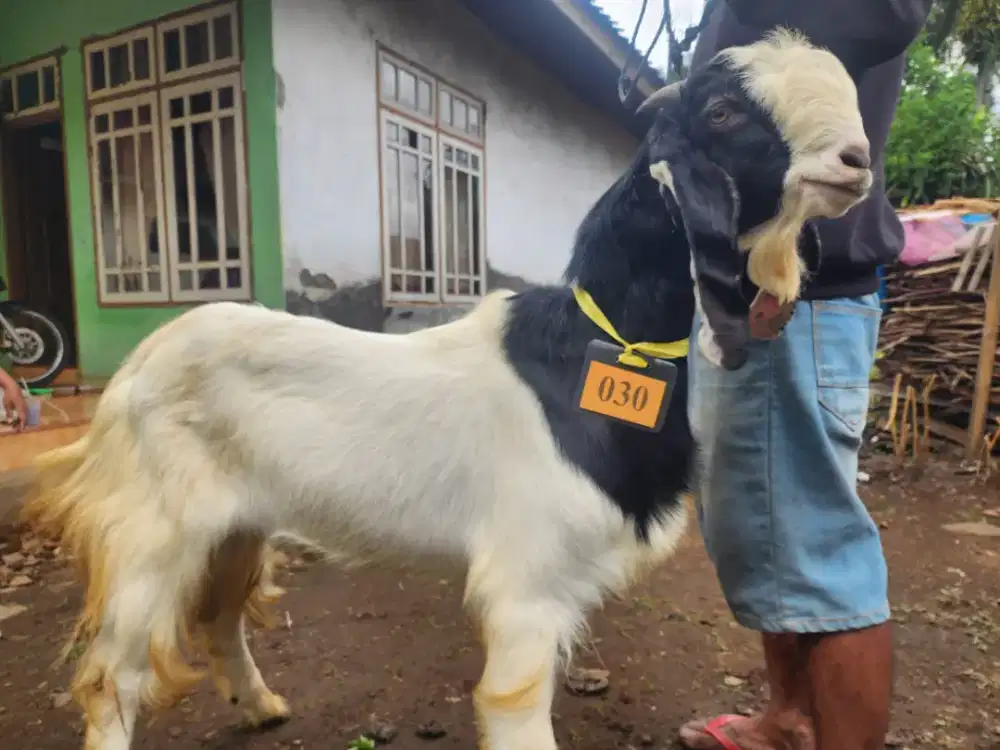 Kambing Kurban Surabaya