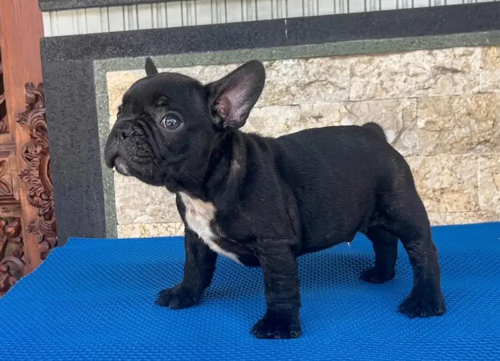 French Bulldog Puppy