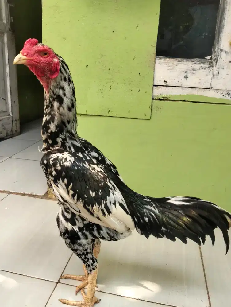 Ayam Bangkok modern/ trad