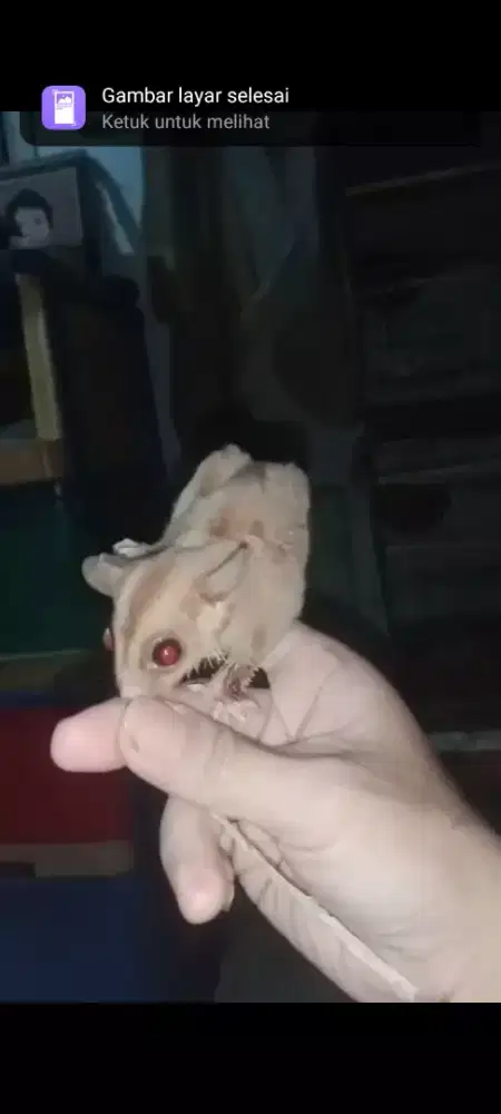 Sugar Glider Caramel Line Swan Solo