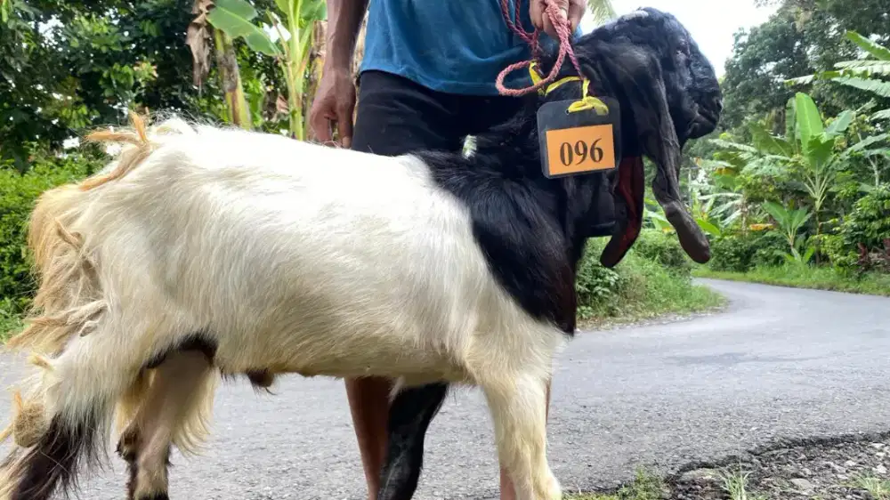 Kambing Kurban Murah Surabaya
