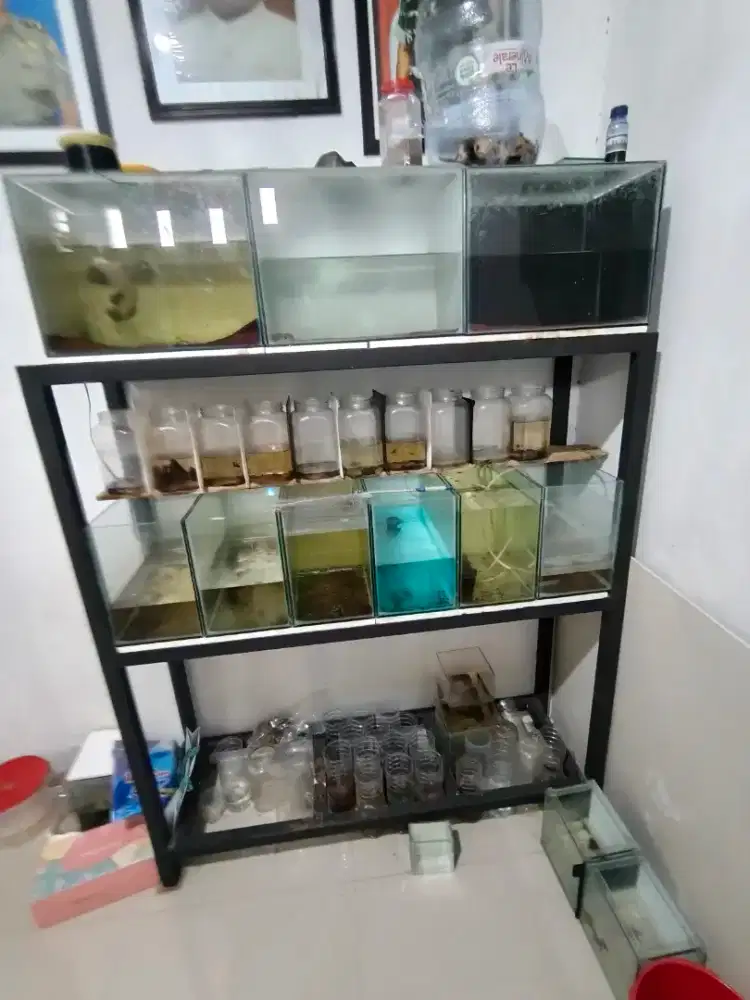 Aquarium & Rack