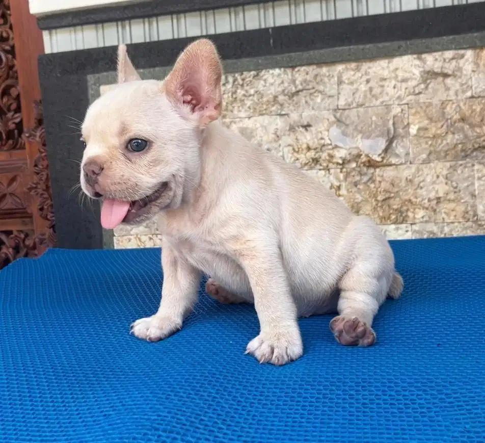 French bulldog puppy