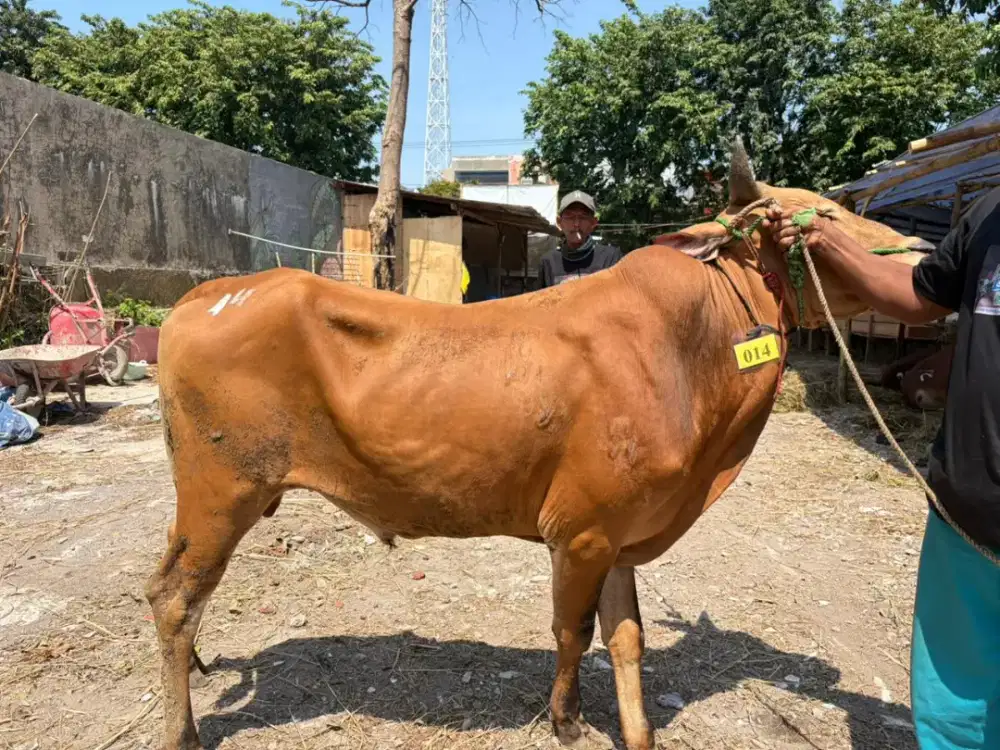 Jual Sapi Kurban Surabaya