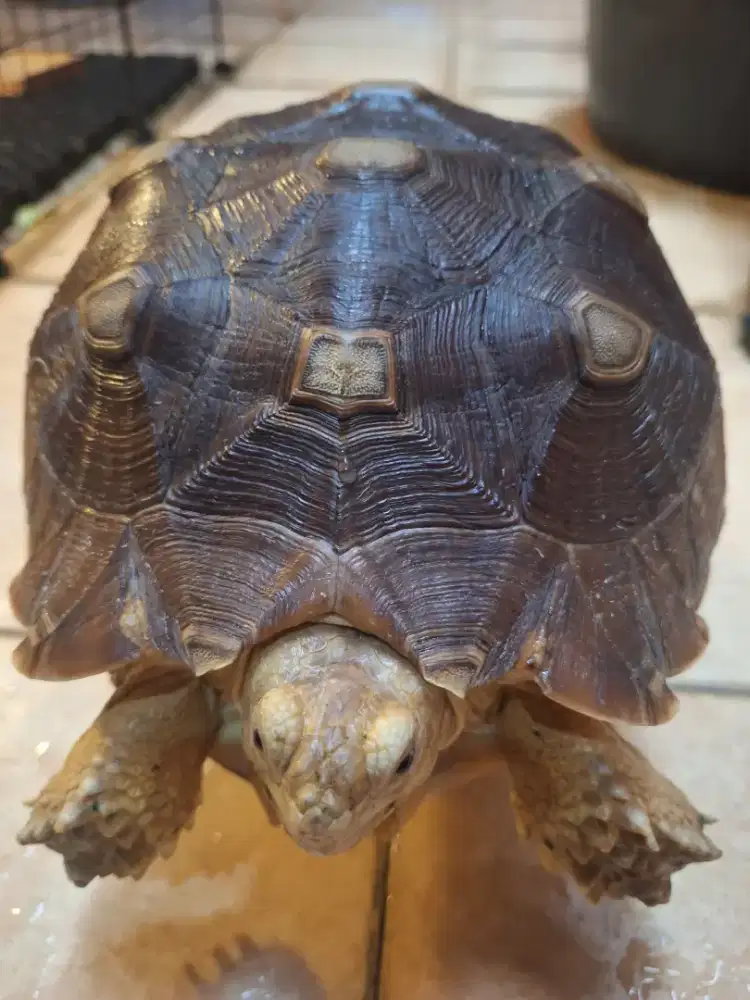 Kura kura Sulcata 23.5 cm