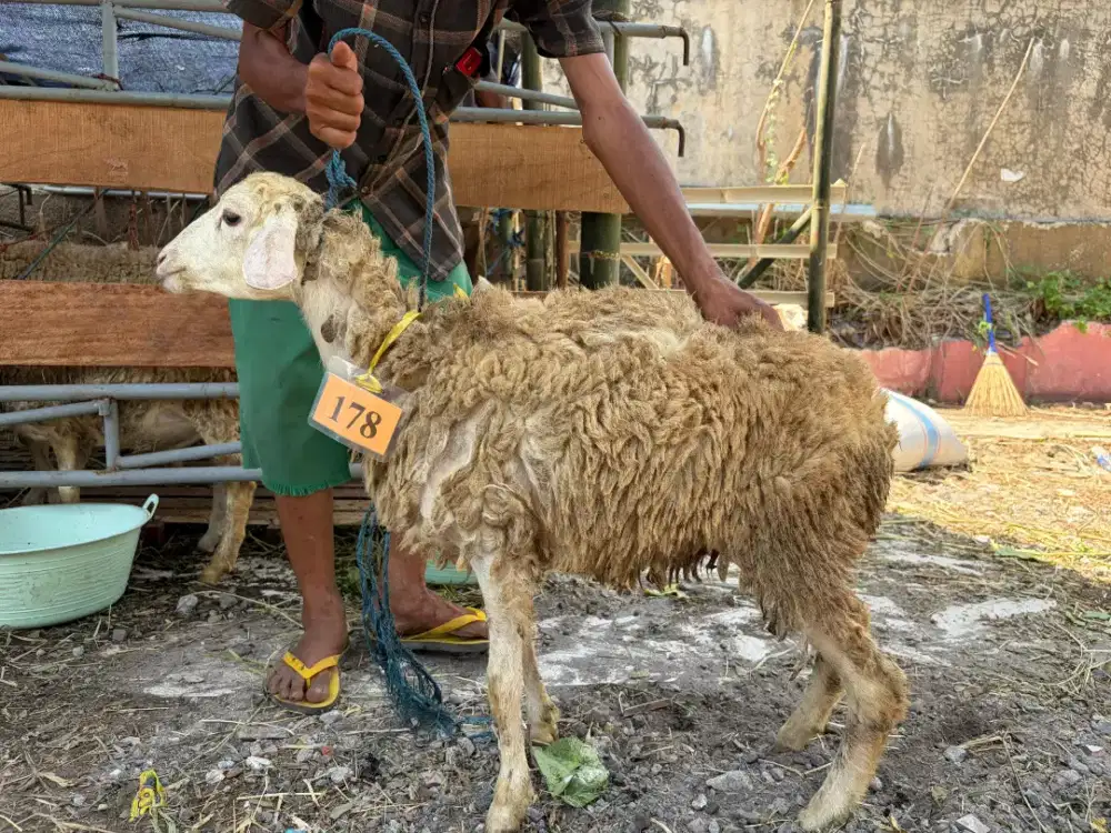 Jual Kambing Surabaya