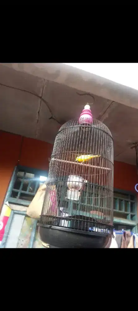 Burung kenari gacorrrrrrr fuest