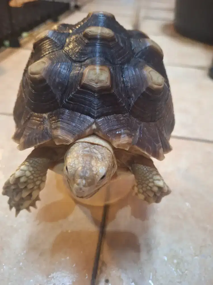 Kura kura Sulcata 13.5 cm