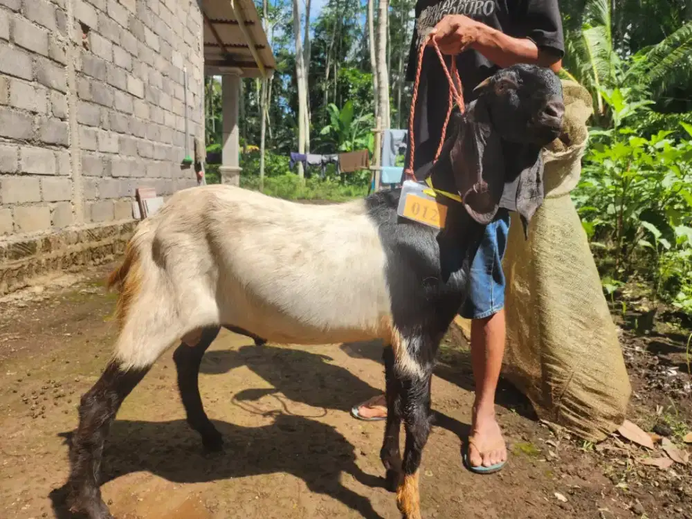 Kambing Kurban Murah Surabaya