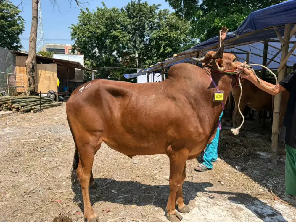Sapi Kurban Sesuai Syariat