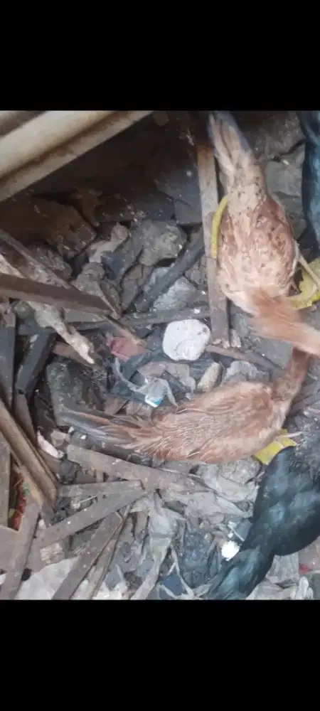 Ayam kampung betina sudah bertelur