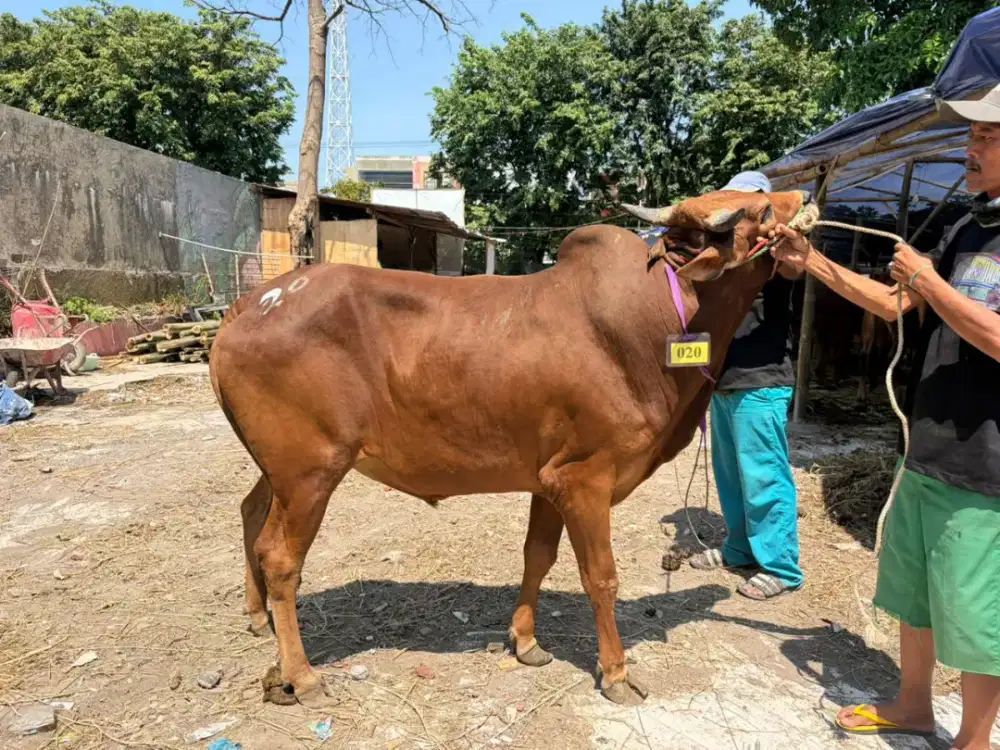 Sapi Murah Surabaya