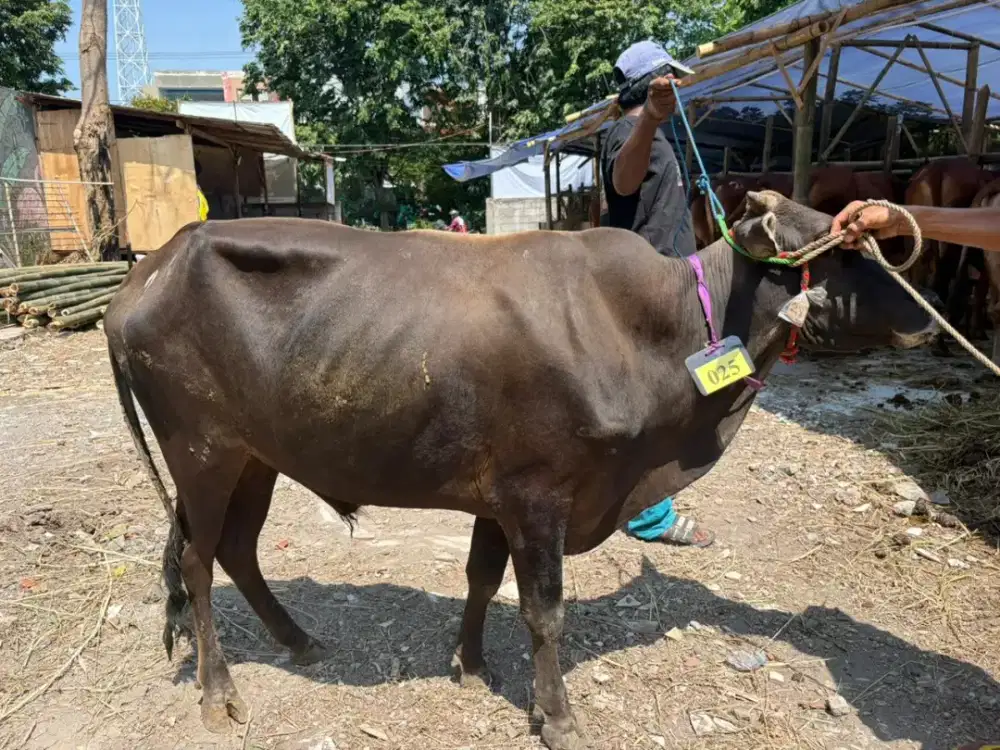 Jual Sapi Murah Surabaya