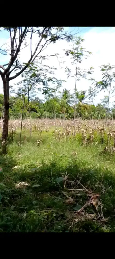 Dijual tanah kebun ukuran 4033m²
