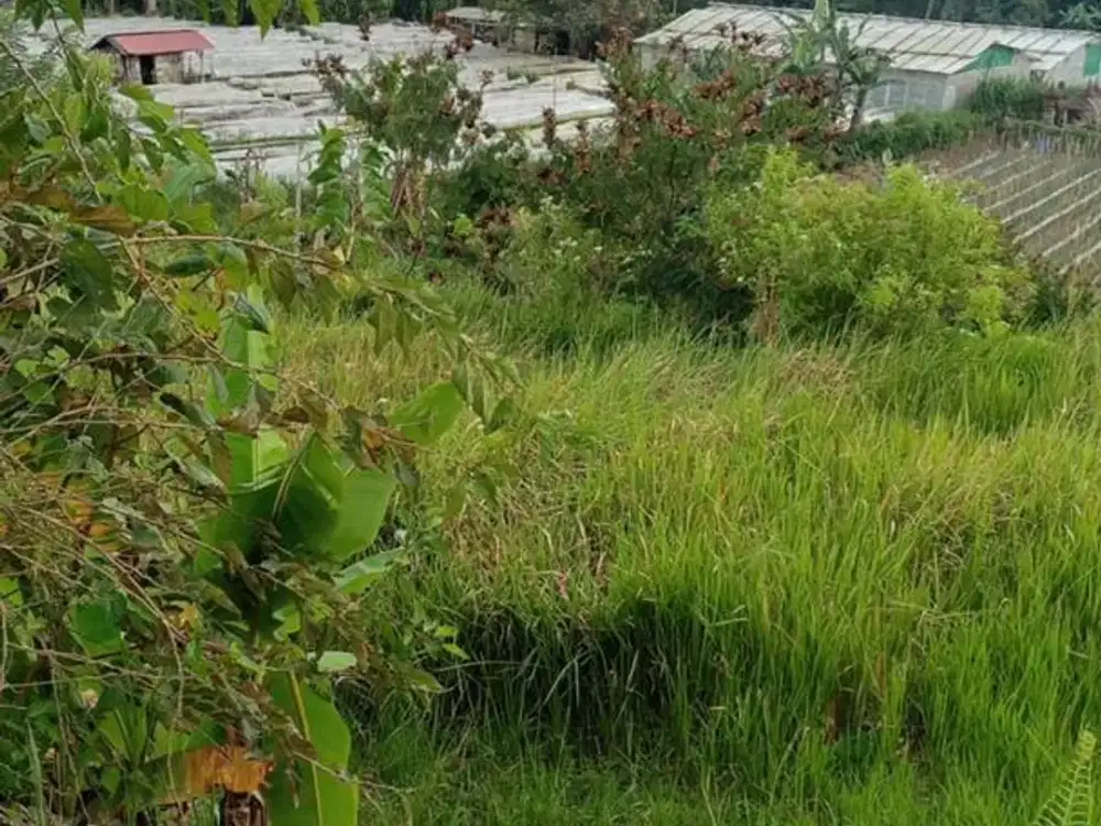 Tanah 81,4 Are Zona Pemukiman Dijual, di Bedugul Baturiti