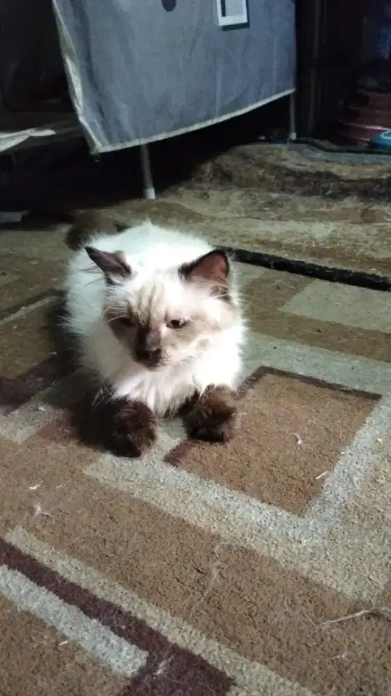 Kucing himalaya