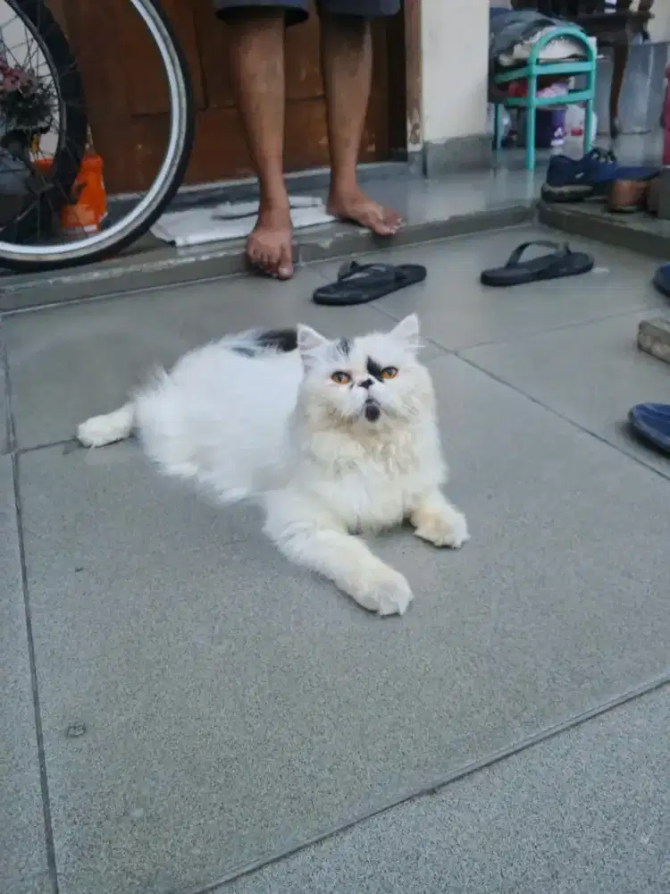 Peaknose turun jantan