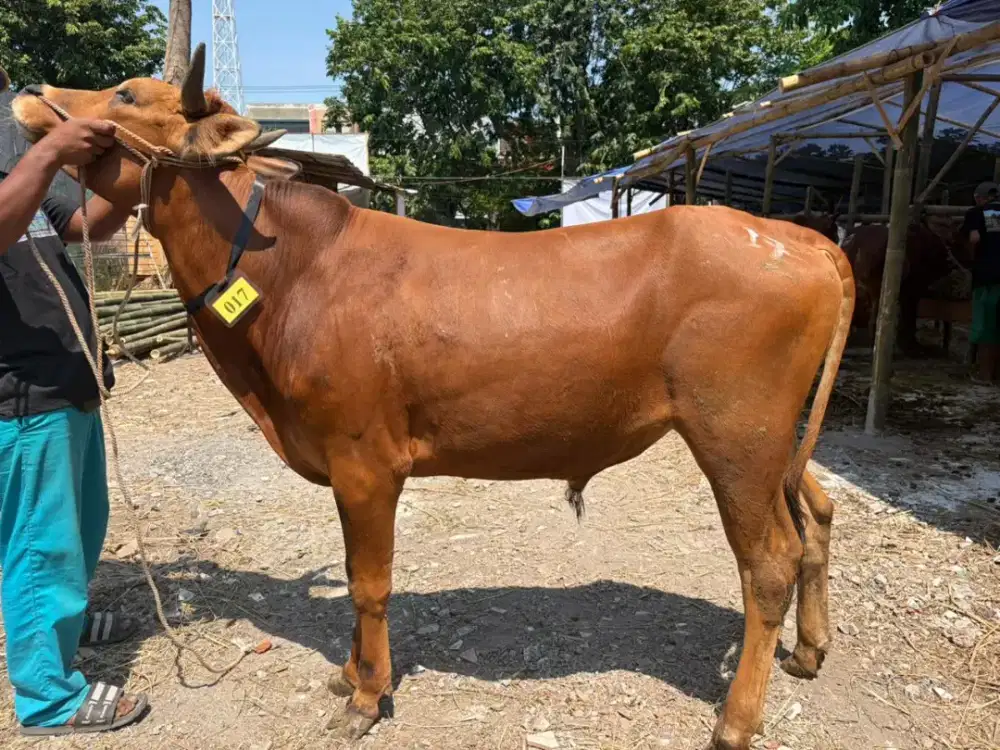 Jual Sapi Murah Surabaya