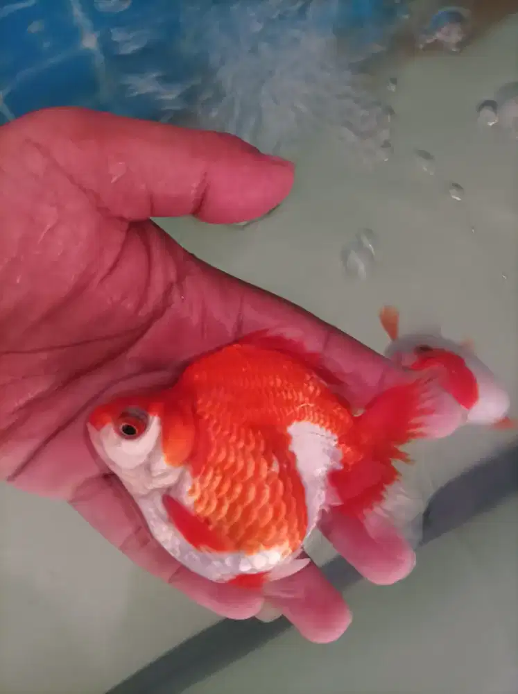 Ikan Koki Ryukin