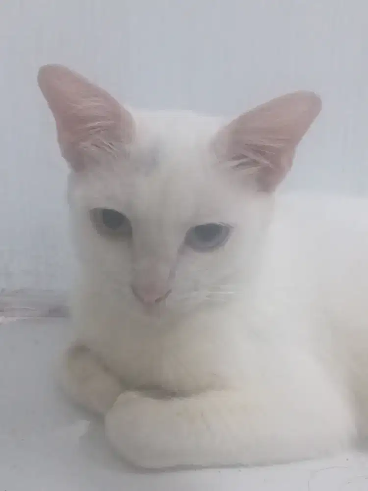Kucing Odd Eyes / Mata Flip Flop