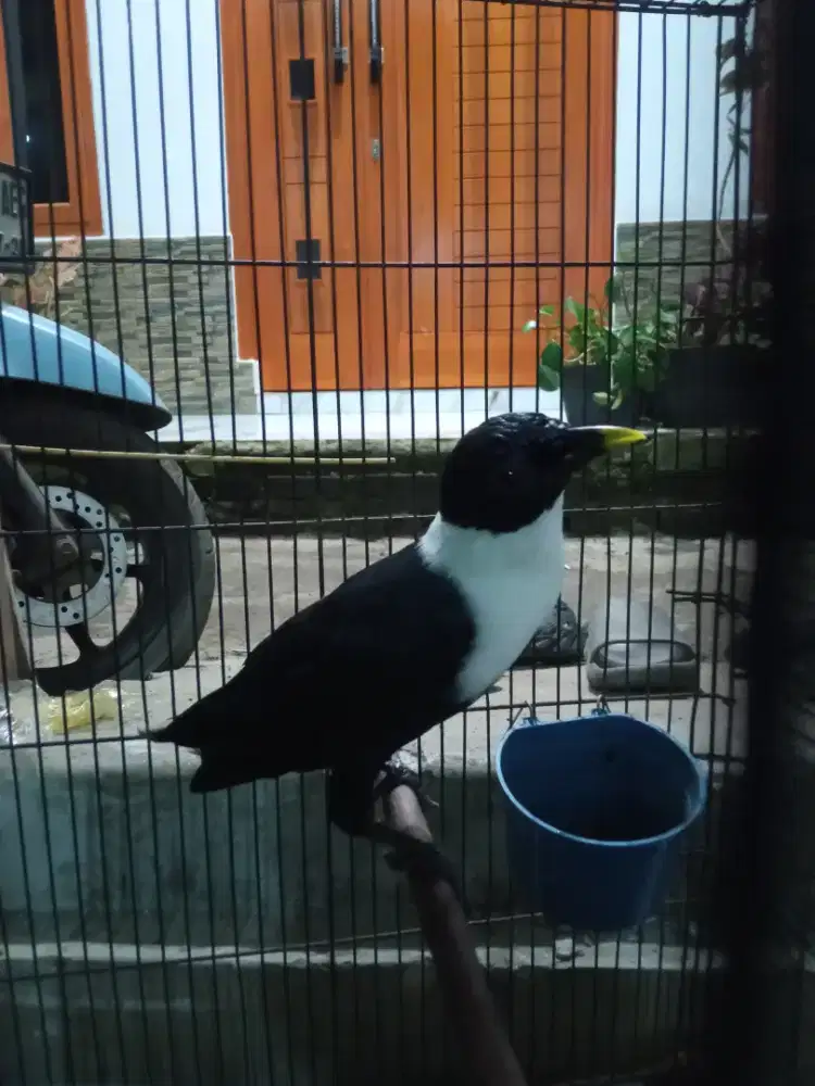 Burung hias sulawesi