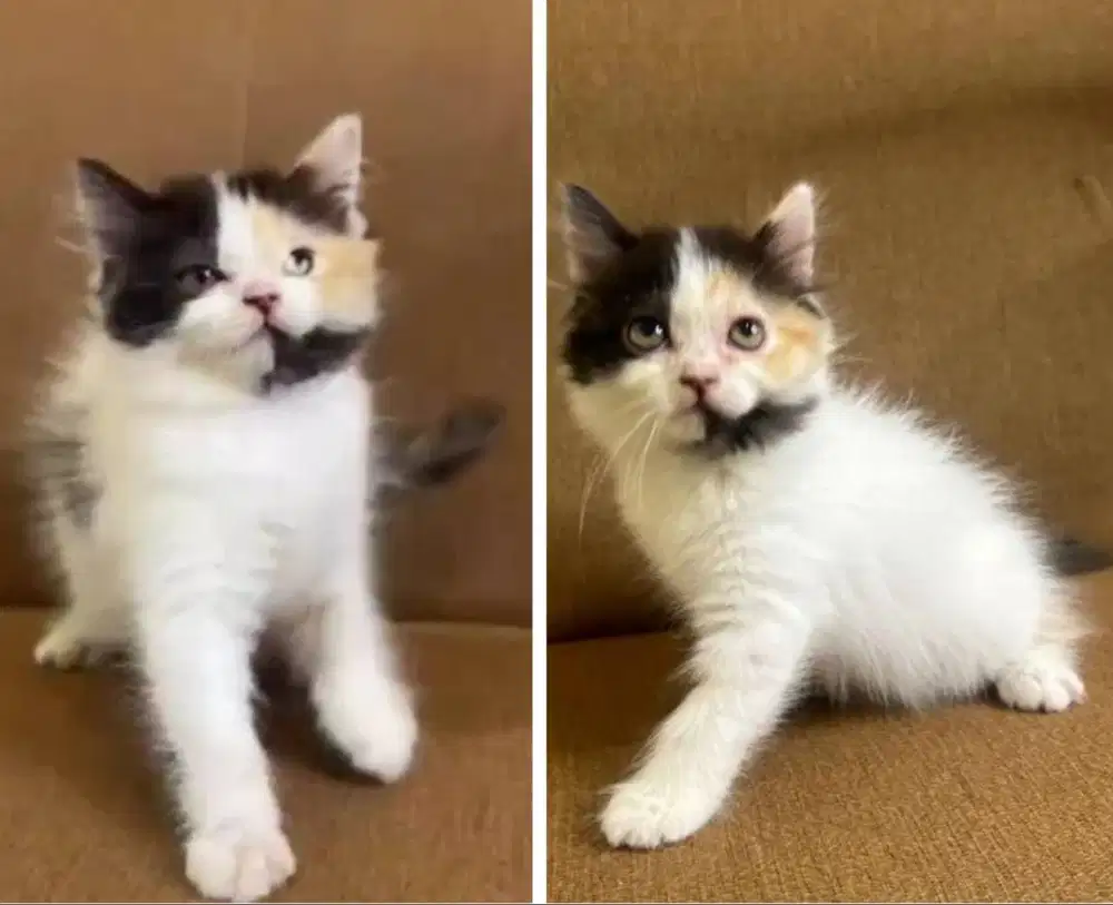 Kucing kitten Calico Super Cantik