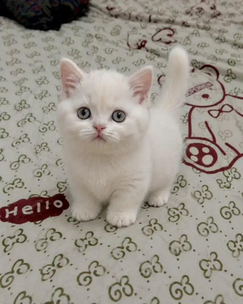munckhin male 2,5 bulan
