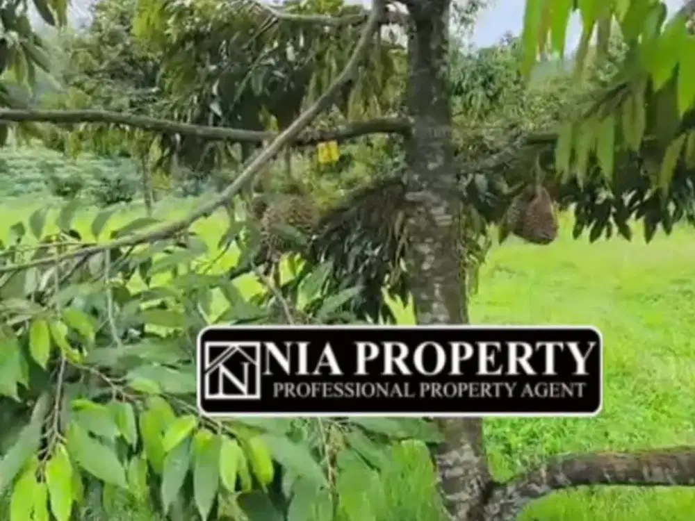 Dijual Cepat Kebun Durian dan Alpukat Premium Lokasi Gn Endut, di 600 mdpl Kalapanunggal, Sukabumi
