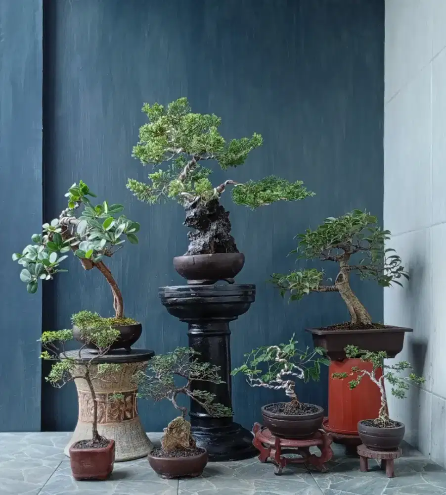 Bonsai cantik siap pajang 7 pot