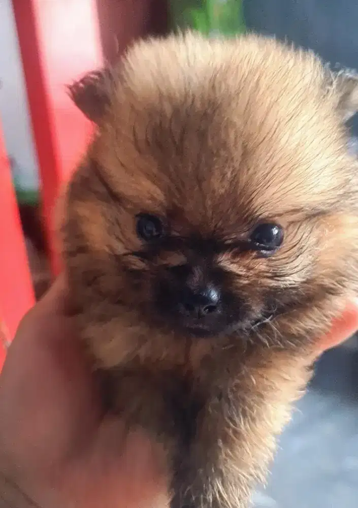 Pupies minipom 2 male 2 female