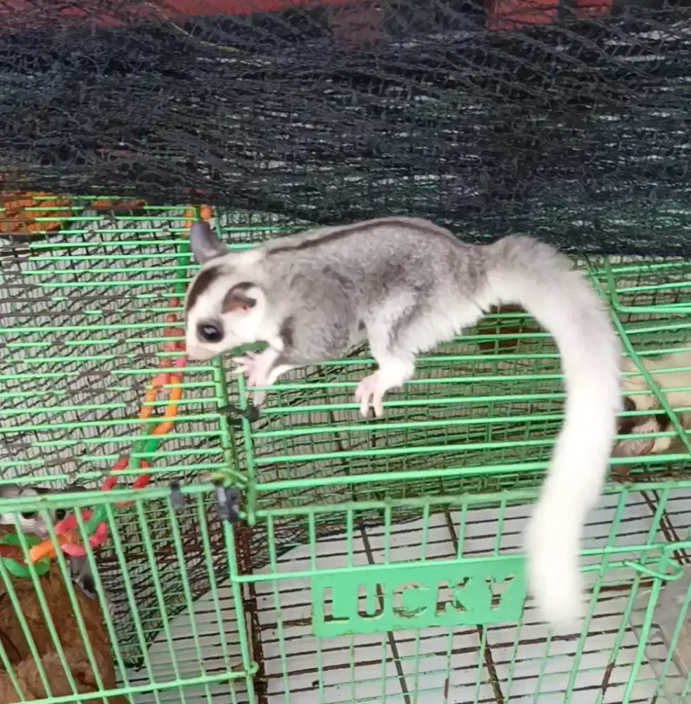 sugar glider joey mozaic dan white face